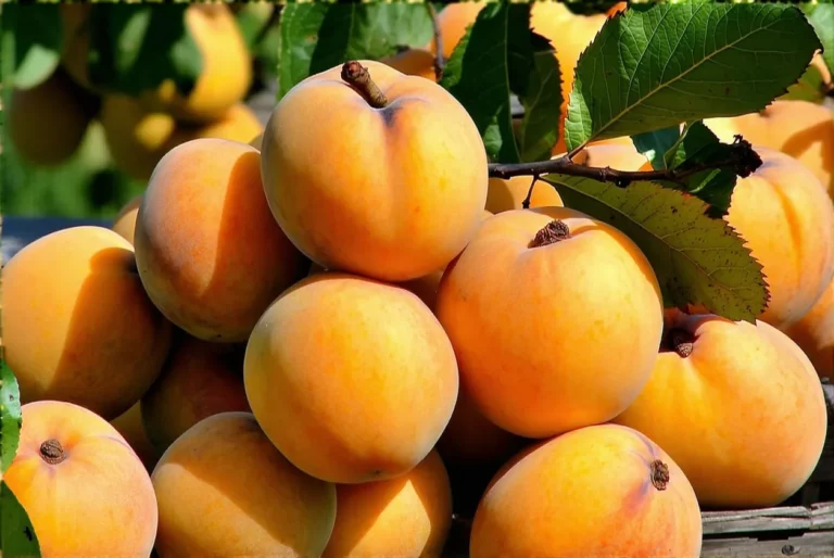 Abricots surgelés : la touche soleil toute l’année