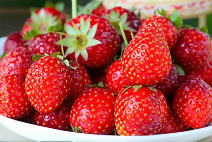 Vacances : comment choisir les meilleures fraises françaises pour vos desserts d’été