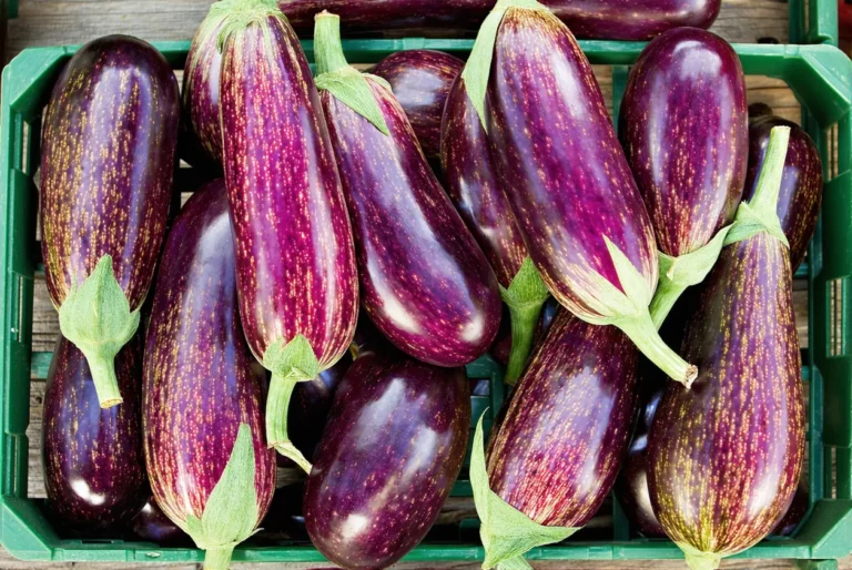Vacances : les secrets pour bien choisir une aubergine au marché
